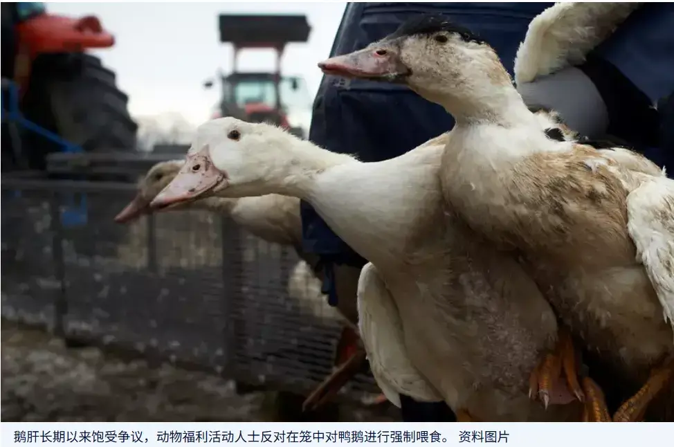 中国鹅肝产业迅猛崛起 动物福利人士表示关切